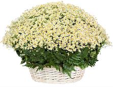 Цветочная композиция из Ромашки в корзине #REPLACE_PRED# Макарове